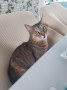 Nala (3)1